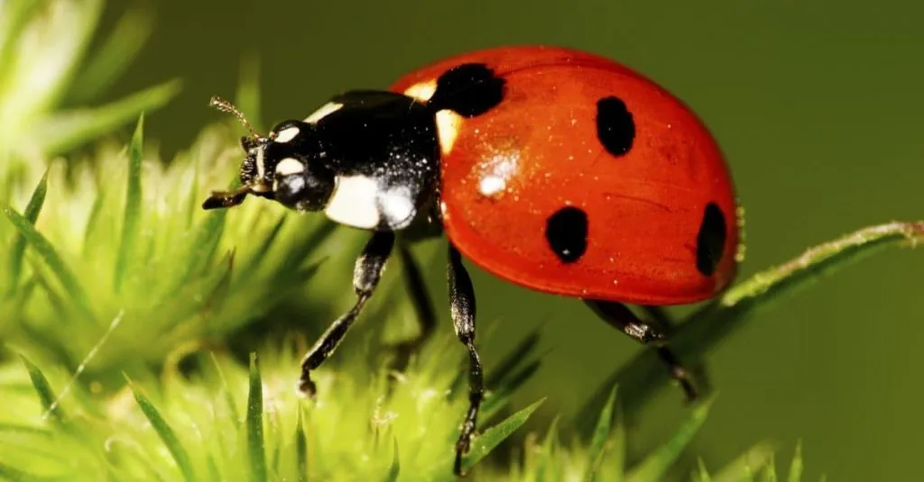 red ladybug eating grass
