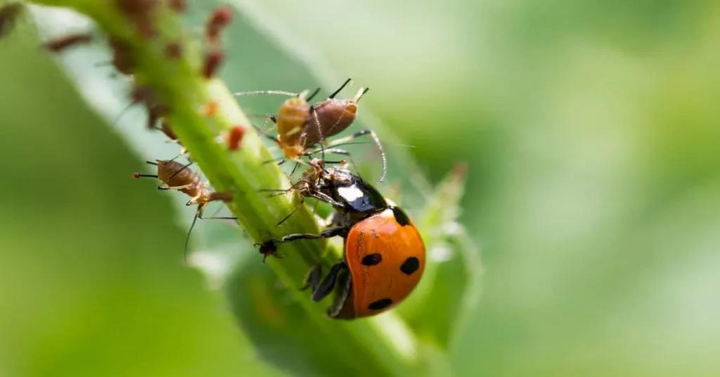 adult ladybug eating aphids