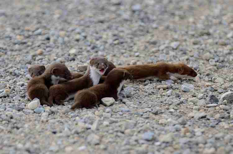 baby weasels