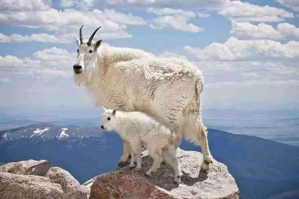 mountain goat with baby goat