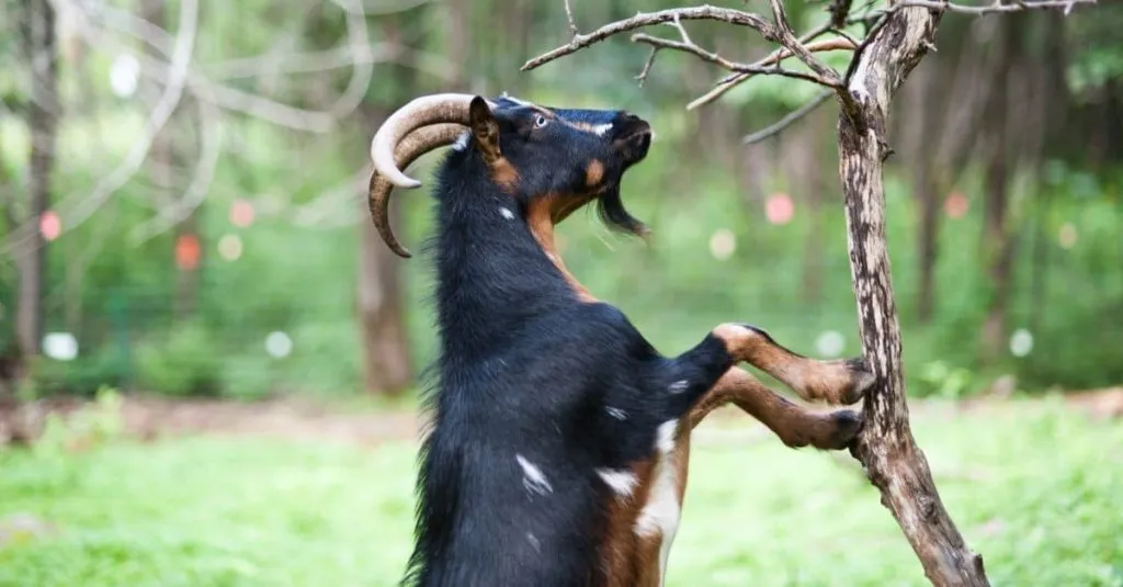 miniature goat eating tree shrubs