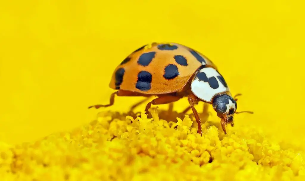 orange ladybug on flower