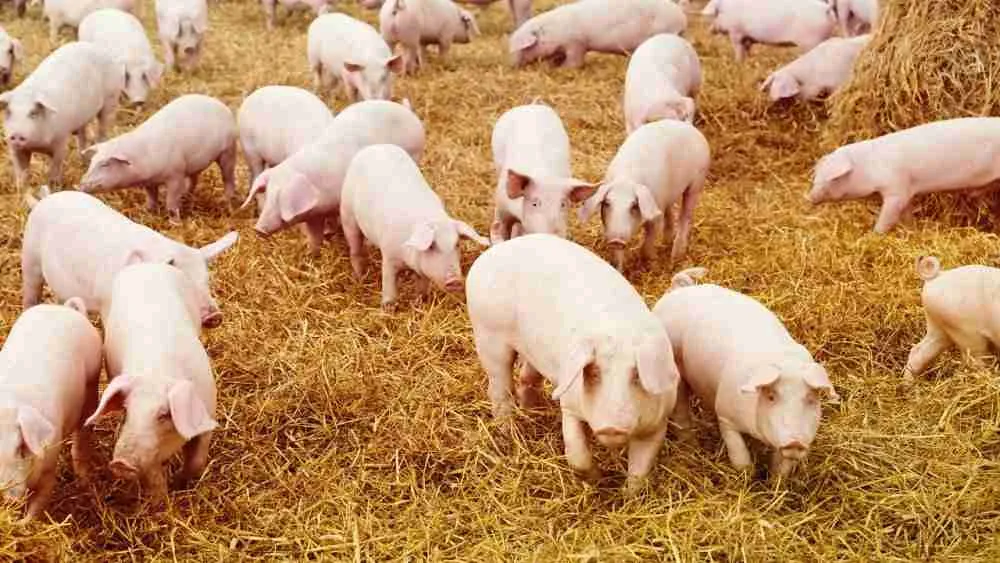 pot belly pigs in farm