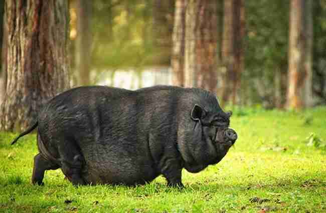 pot belly pig in the forest