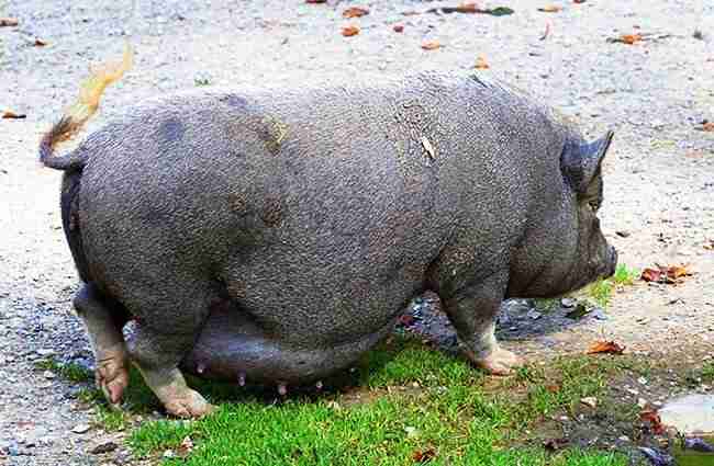 pot belly pig in the forest