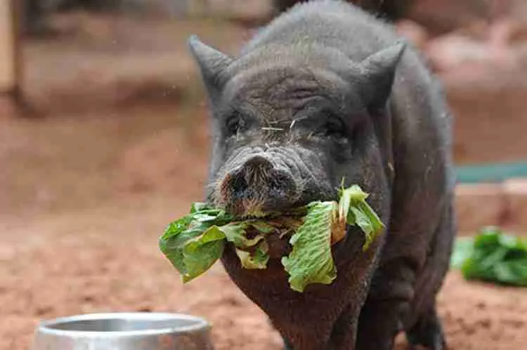 Pig eating vegetables