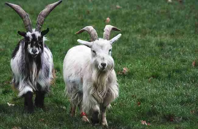 pygmy goats eating grass