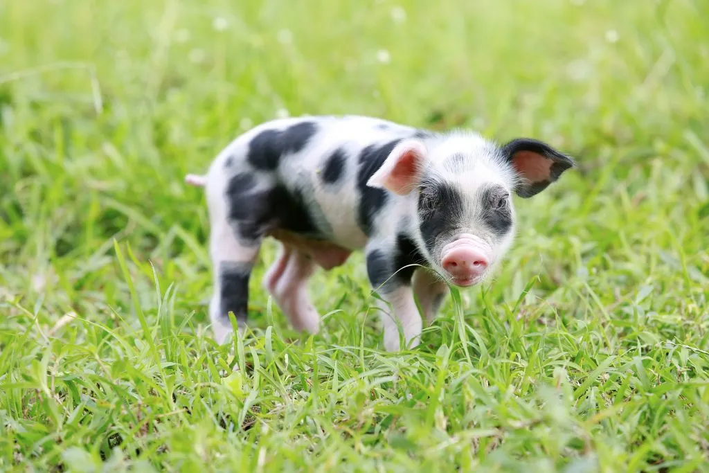 mini pig in the yard