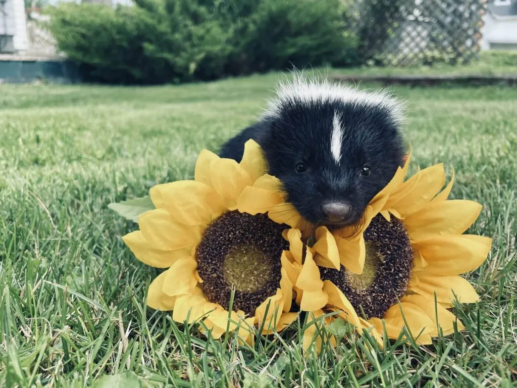 baby skunk in the field
