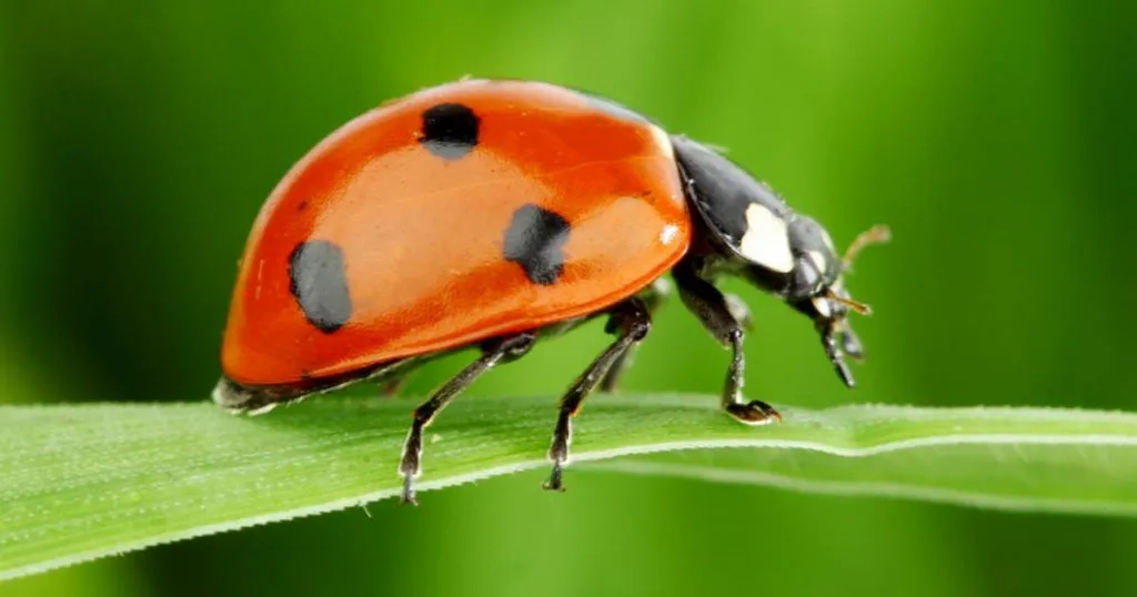 red ladybug on plants
