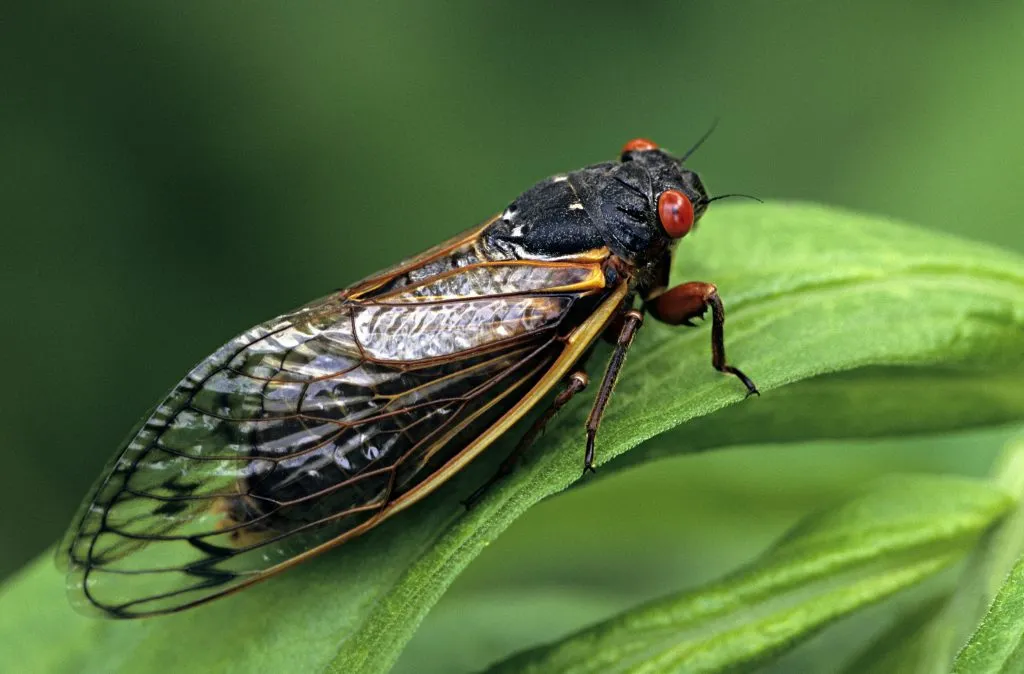 cicada on leaves