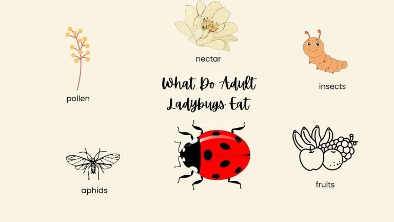 What Do Adult Ladybugs Eat