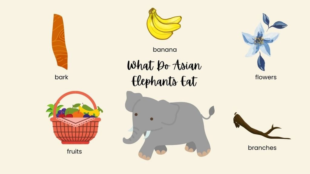 What Do Asian Elephants Eat