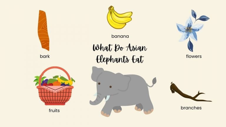 What Do Asian Elephants Eat