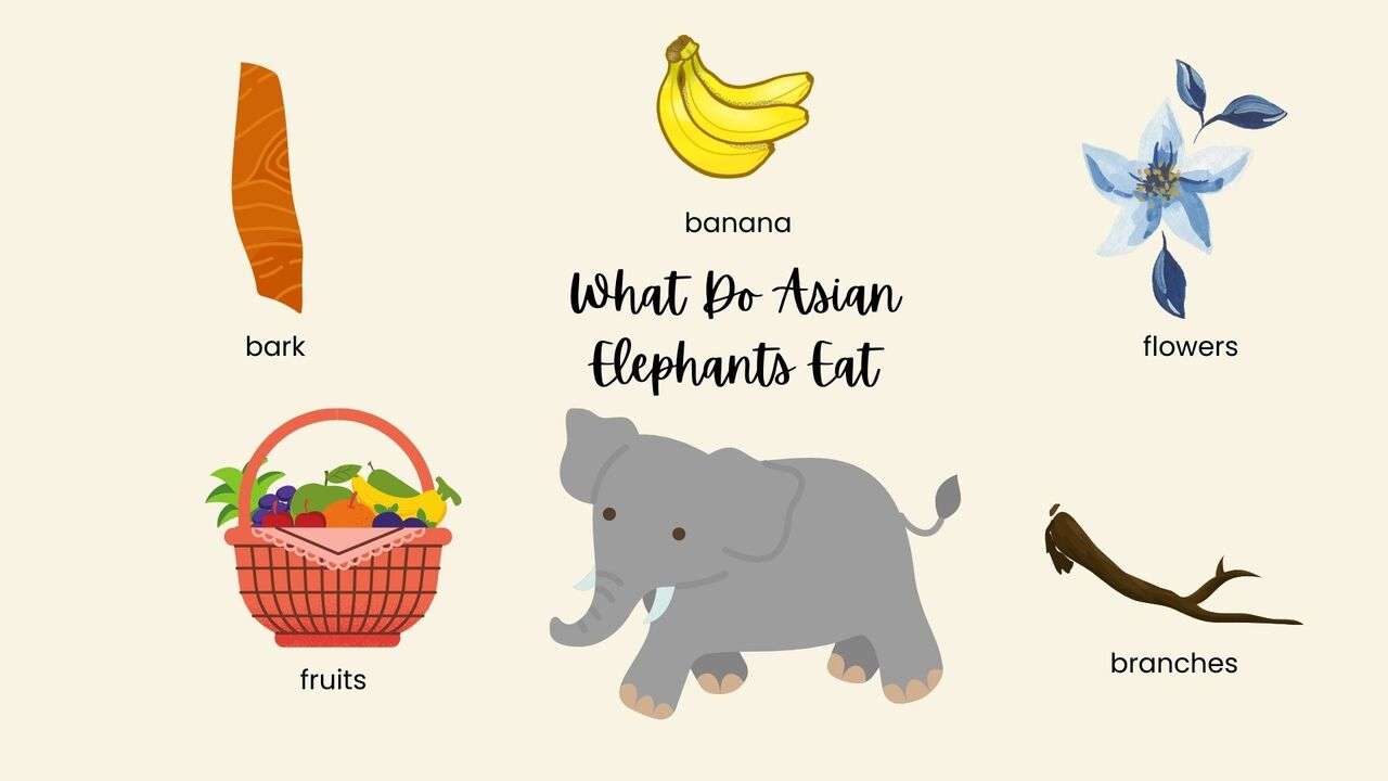 What Do Asian Elephants Eat?