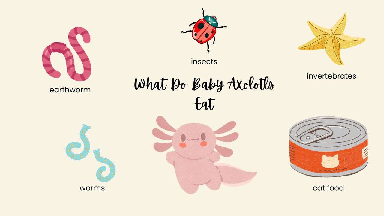 What Do Baby Axolotls Eat?