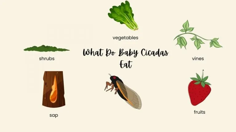 What Do Baby Cicadas Eat