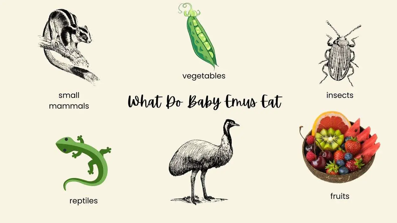 what-do-baby-emus-eat