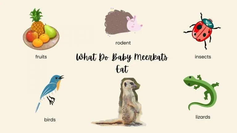What Do Baby Meerkats Eat