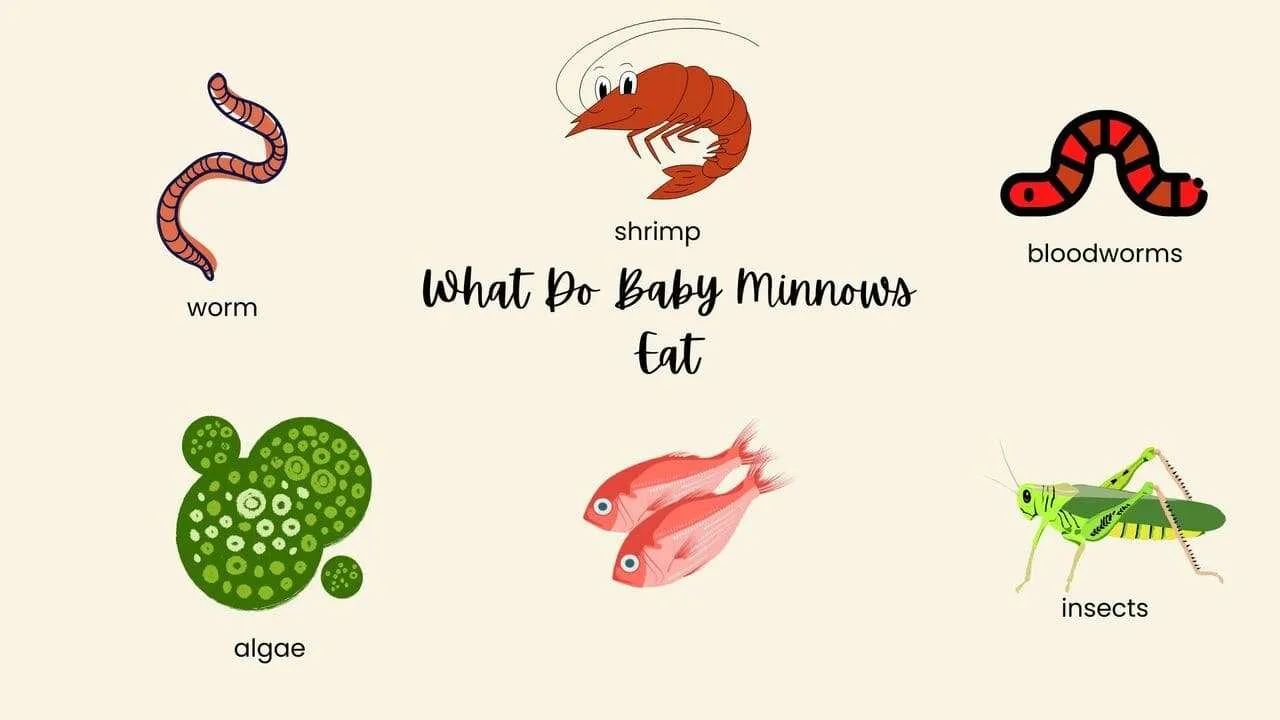 What Do Baby Minnows Eat?