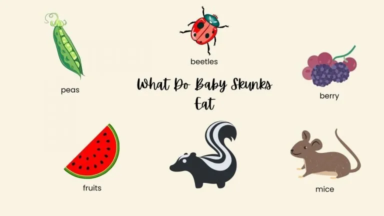 What Do Baby Skunks Eat