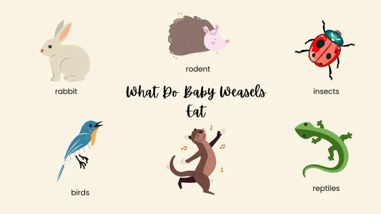 What Do Baby Weasels Eat