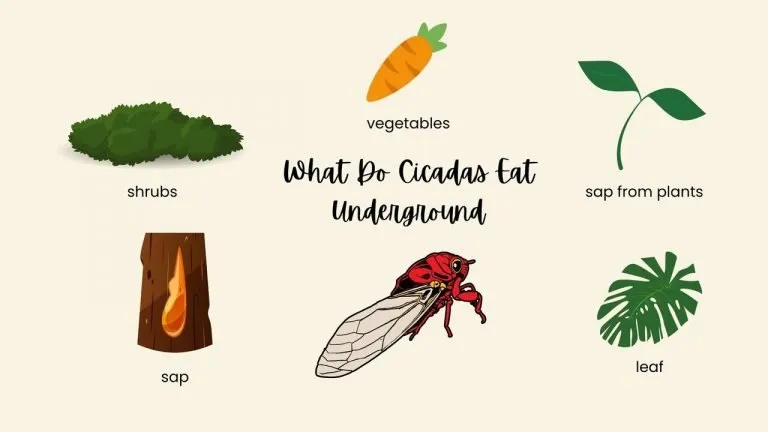 What Do Cicadas Eat Underground