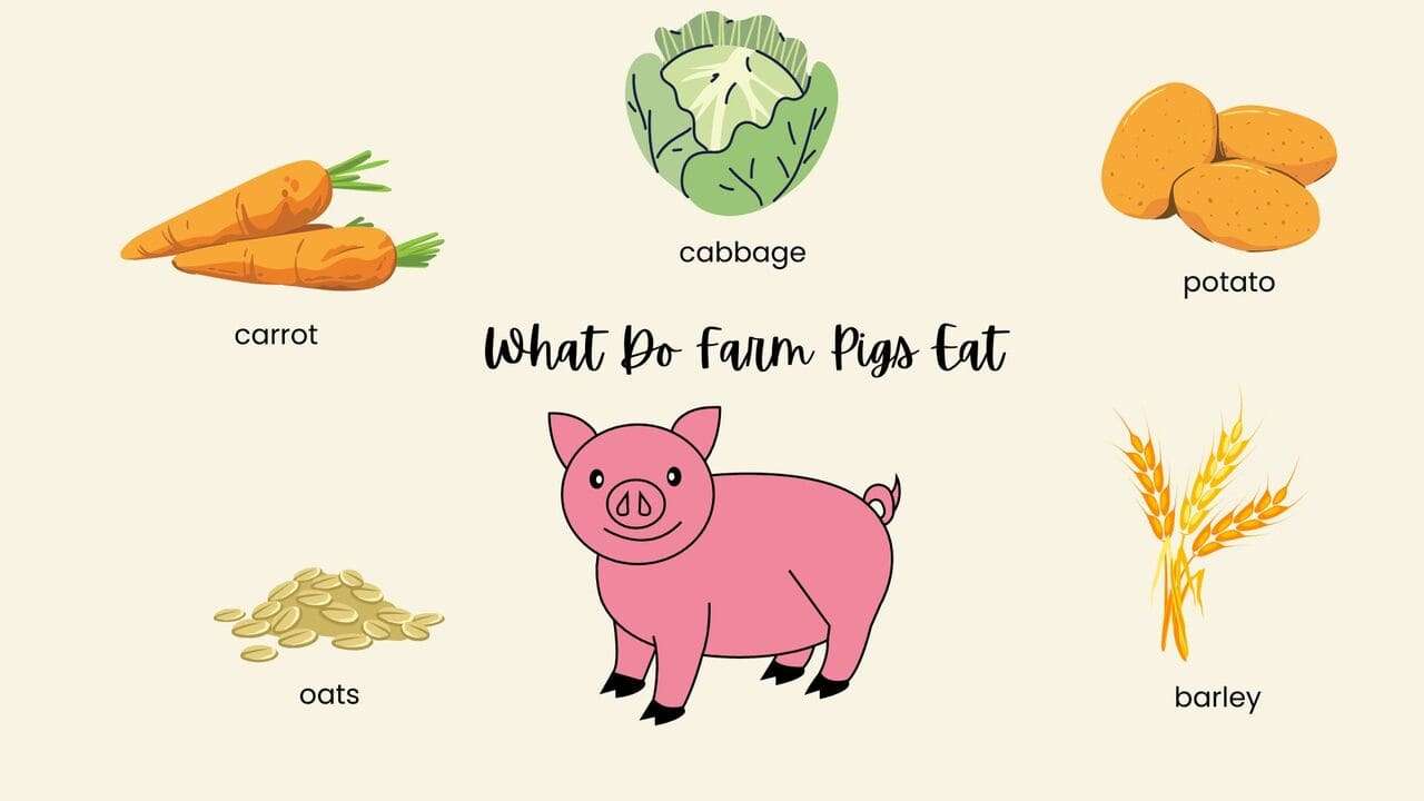 What Do Farm Pigs Eat?