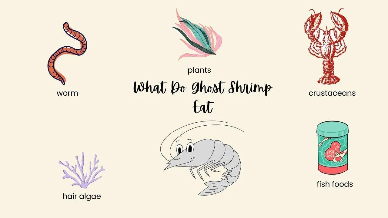 what-do-ghost-shrimp-eat