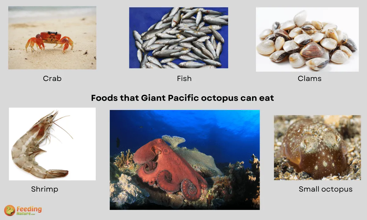 What Do Giant Pacific Octopuses Eat? 5 Food They Like - Feeding Nature