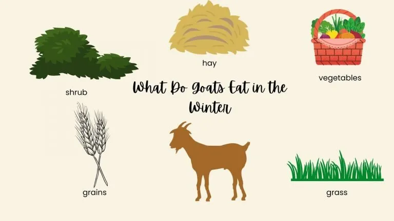 What Do Goats Eat in the Winter