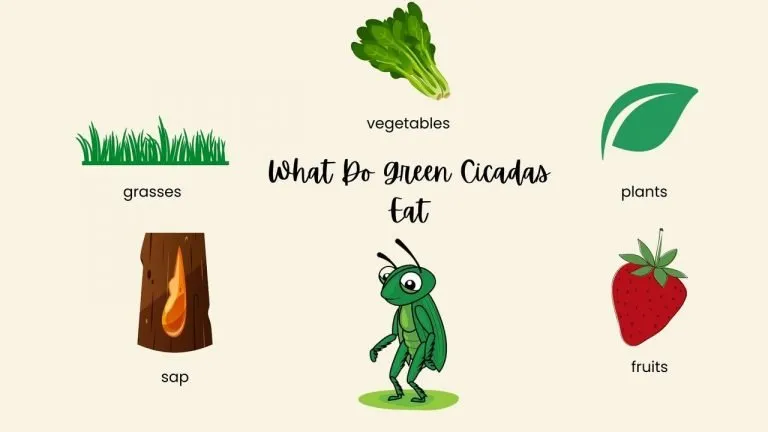 What Do Green Cicadas Eat