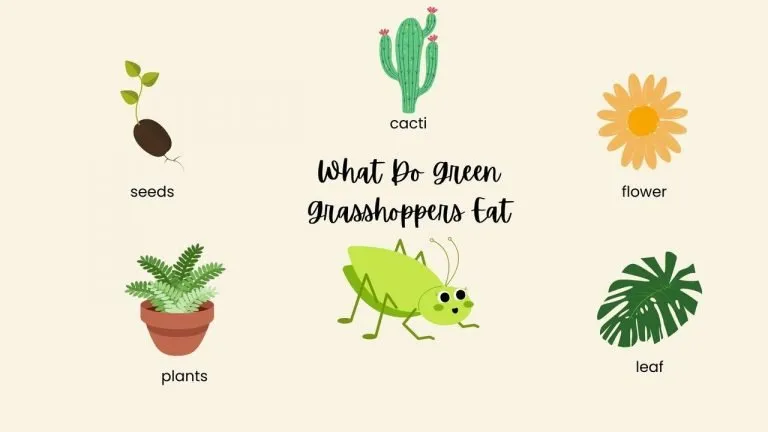 What Do Green Grasshoppers Eat