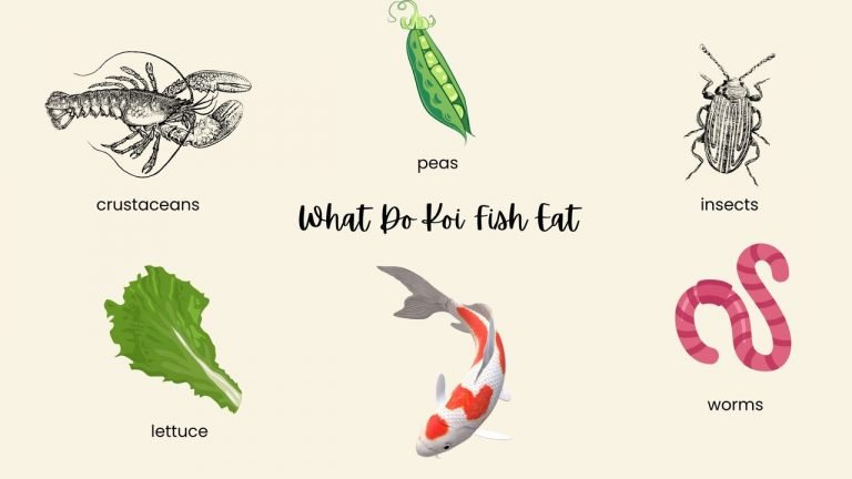 What Do Koi Fish Eat