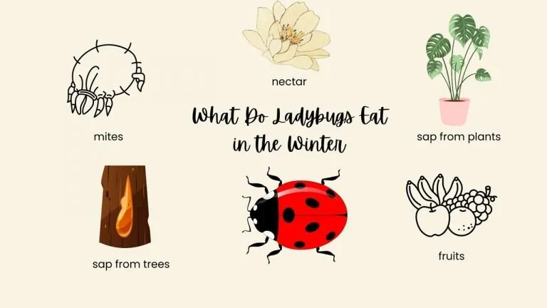 What Do Ladybugs Eat in the Winter