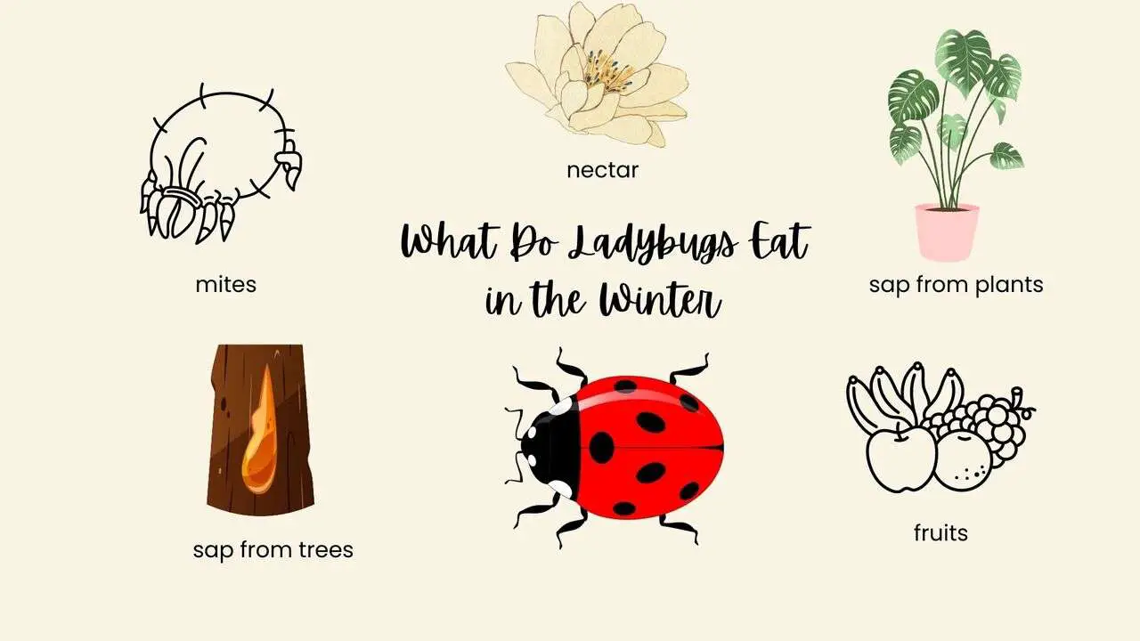 What Do Ladybugs Eat In The Winter?