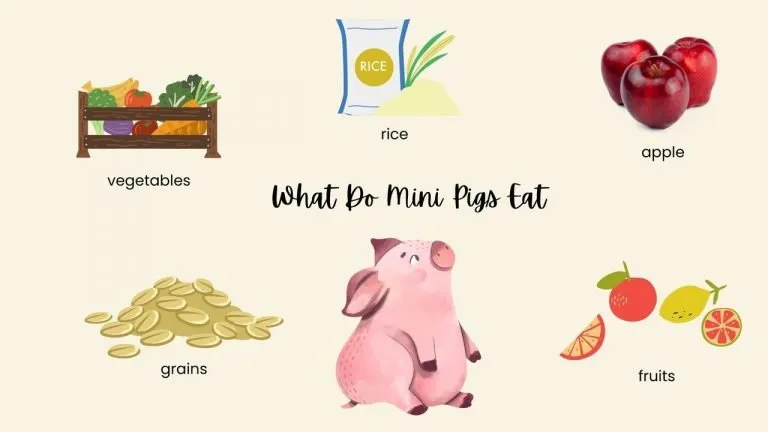 What Do Mini Pigs Eat