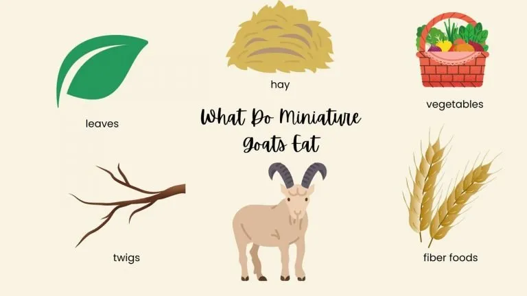 What Do Miniature Goats Eat