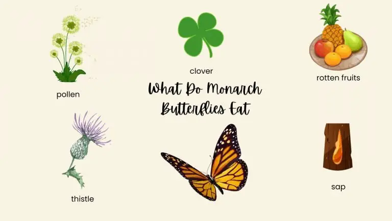 What Do Monarch Butterflies Eat