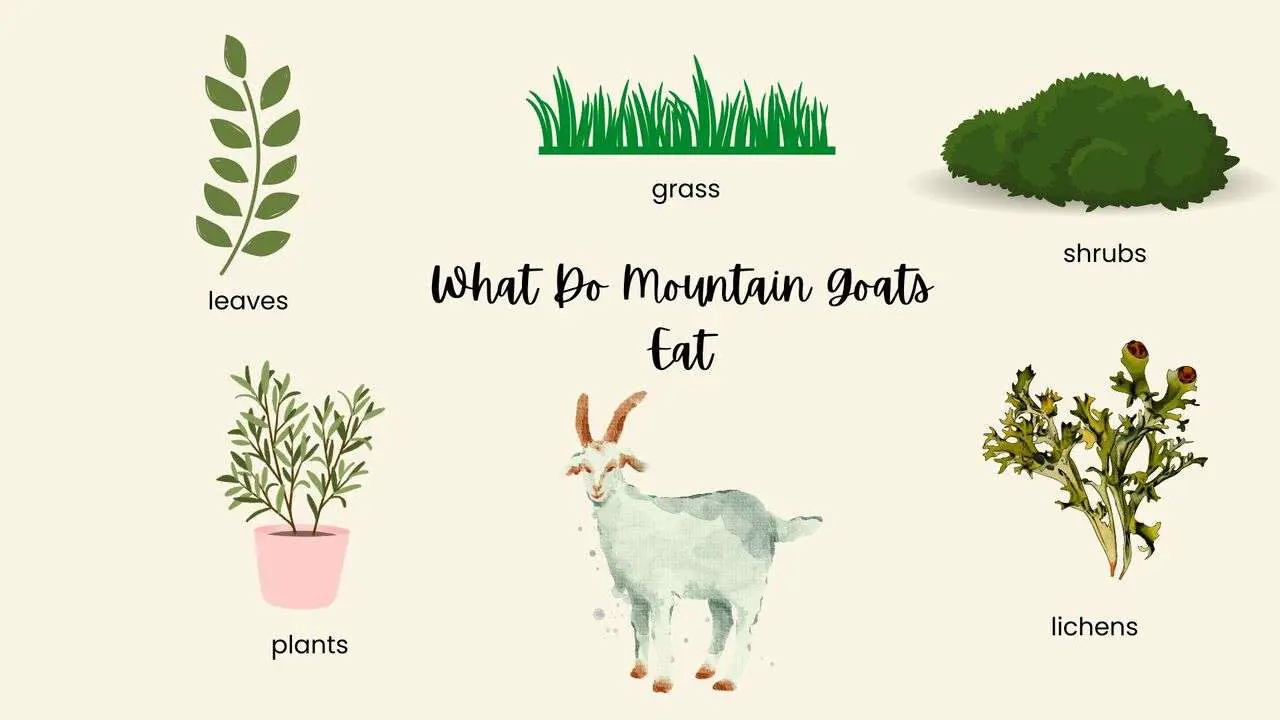What Do Mountain Goats Eat?