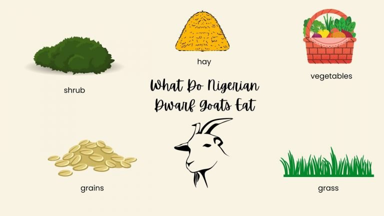 What Do Nigerian Dwarf Goats Eat