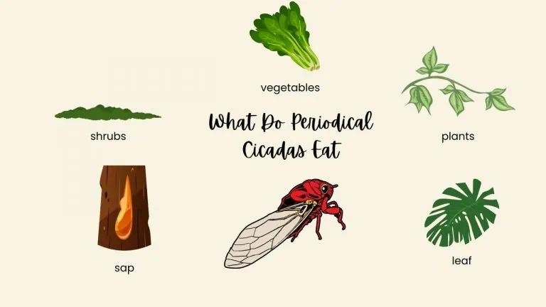 What Do Periodical Cicadas Eat