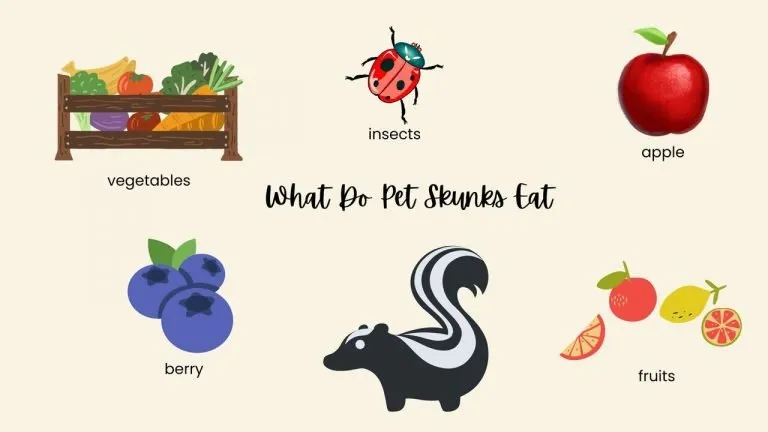 What Do Pet Skunks Eat