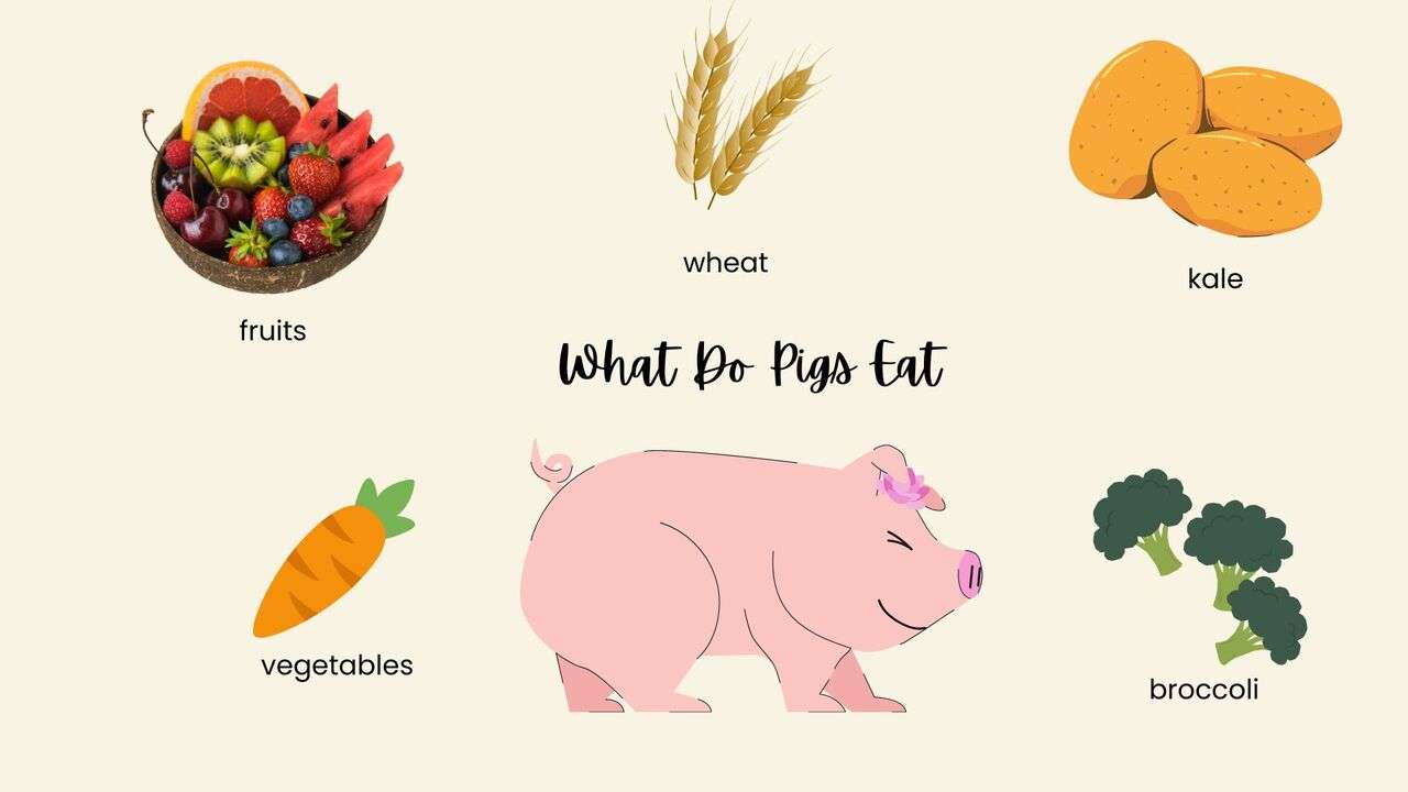 What Do Pigs Eat? A Guide to the Diet of Pigs