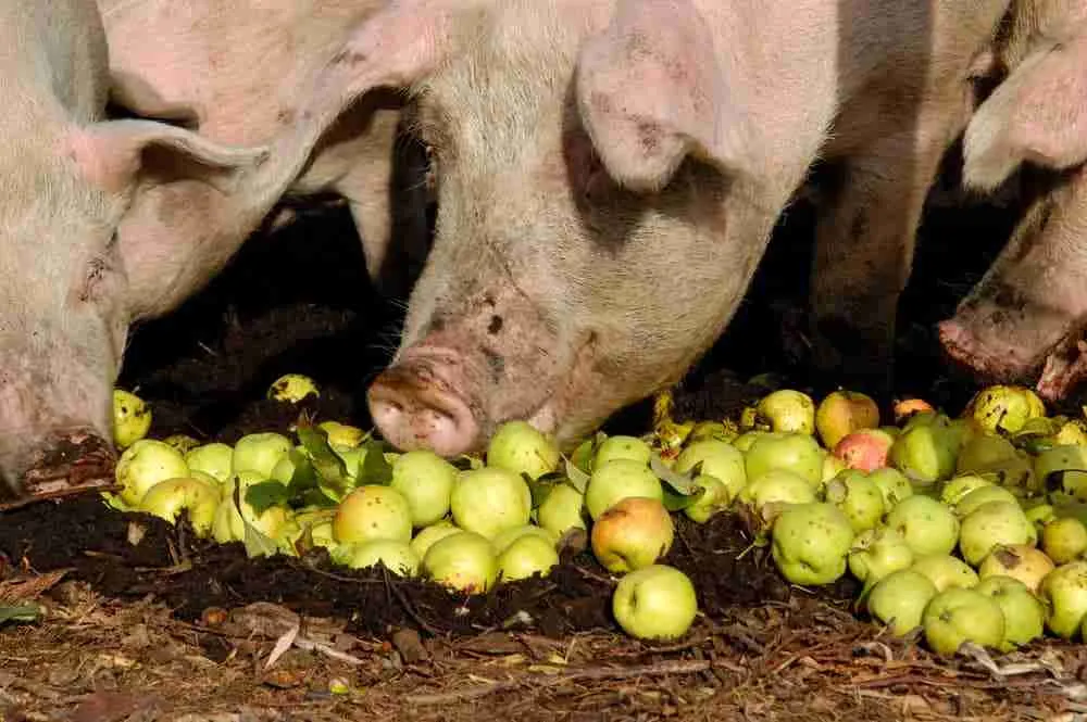 Pig eating fruits