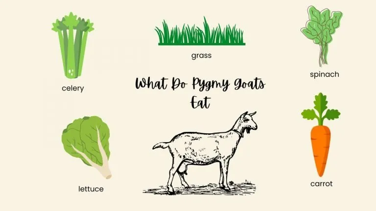 What Do Pygmy Goats Eat