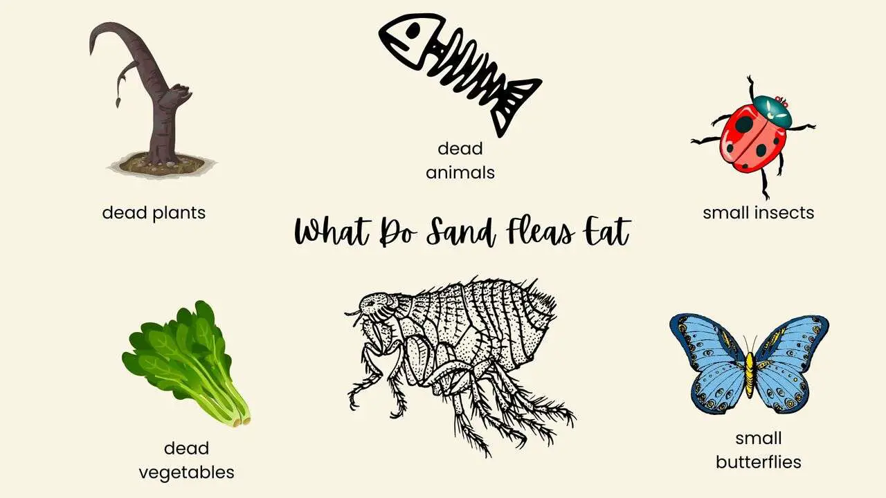 what-do-sand-fleas-eat