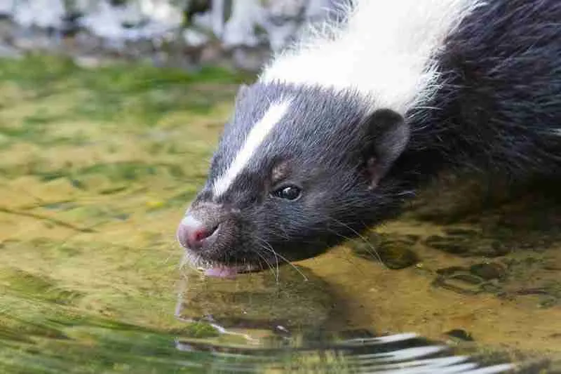 skunk eating water 