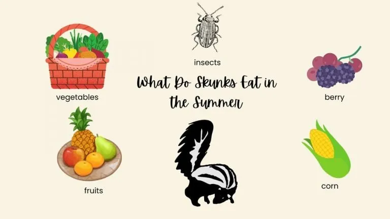 What Do Skunks Eat in the Summer