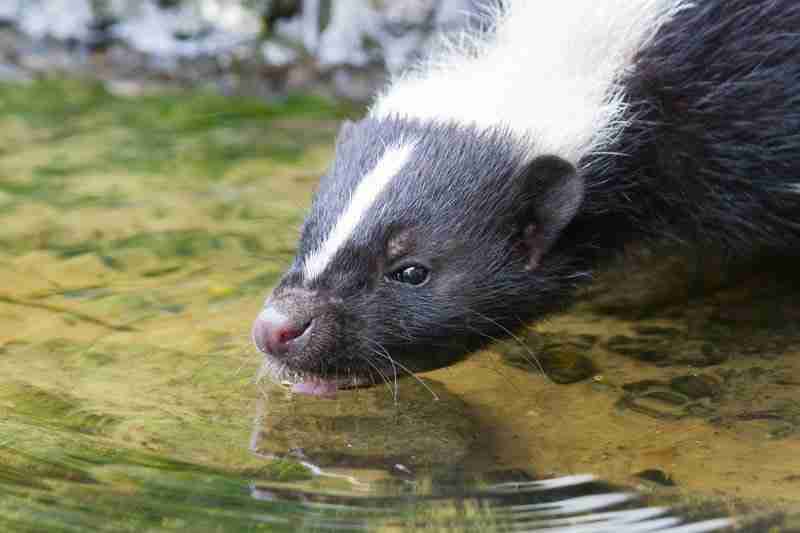 skunk drinking water